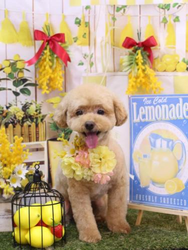 20240402ぽっきーくん